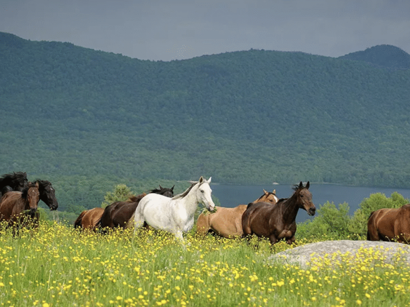 Mountain Top Resort – Chittenden, VT